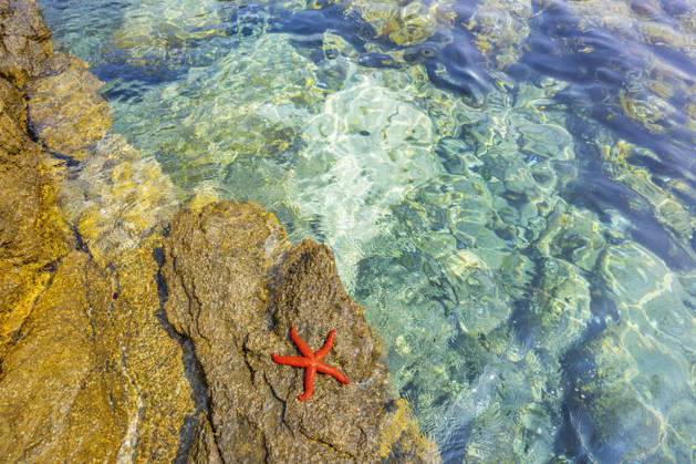 Purpurstern, Purpurseestern, Roter Seestern, Blutstern, Roter Mittelmeerseestern (Echinaster sepositus), roter Seestern liegt auf einem Felsen in der Bucht von Ustrine, Kroatien, Cres, Ustrine red Mediterranean sea star (Echinaster sepositus), lying on a rock by the sea, Croatia, Cres, Ustrine BLWS745353
