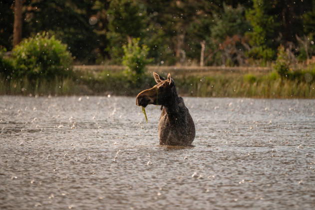 IMAGO Creative, Jahreszeit Sommer, Regen, Sommerregen Adult female moose standing in mountain lake during rainy downpour Estes Park, Colorado, United States R_MCKJ260401-1974137-01