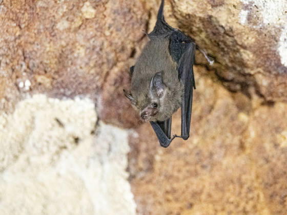 Roosting western sheath-tailed bat in Sakalavas Cave in Madagascar during daytime hours Copyright: MichaelxNolan 1112-13939