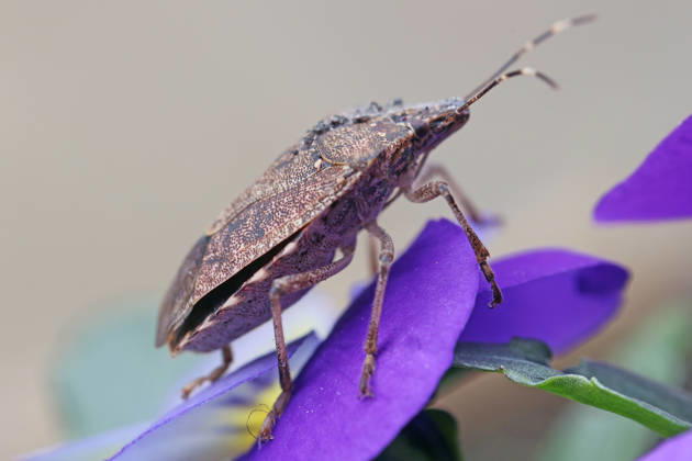 Eingeschleppte Wanzen Eine marmorierte Baumwanze klettert an Hornveilchen herum und gilt als Schädling