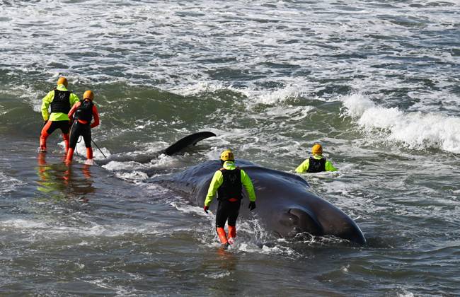 Stranded sperm whale PHOTOPQR OUEST FRANCE Franck Dubray Préfailles 10 04 2026 Sapeurs pompiers et sauveteurs SNSM ont tenté en vain de sauver une baleine cachalot de 12 mètres, dont le poids est estimé à 17 tonnes sur la grande plage de Préfailles en Loire Atlantique Photo Franck Dubray 10 April 2026 Préfailles Loire Atlantique , France Firefighters and SNSM lifeguards made a futile attempt to rescue a 12-metre sperm whale, estimated to weigh 17 tonnes, on the main beach at Préfailles in Loire Atlantique Préfailles France  Copyright: xPHOTOPQR OUESTxFRANCE MAXPPPxFranckxDubrayx 20260410OFR3483 20260410OFR3483
