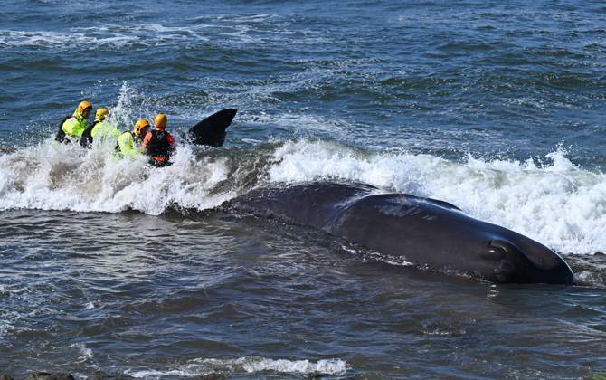 Stranded sperm whale PHOTOPQR OUEST FRANCE Franck Dubray Préfailles 10 04 2026 Sapeurs pompiers et sauveteurs SNSM ont tenté en vain de sauver une baleine cachalot de 12 mètres, dont le poids est estimé à 17 tonnes sur la grande plage de Préfailles en Loire Atlantique Photo Franck Dubray 10 April 2026 Préfailles Loire Atlantique , France Firefighters and SNSM lifeguards made a futile attempt to rescue a 12-metre sperm whale, estimated to weigh 17 tonnes, on the main beach at Préfailles in Loire Atlantique Préfailles France  Copyright: xPHOTOPQR OUESTxFRANCE MAXPPPxFranckxDubrayx 20260410OFR3484 20260410OFR3484