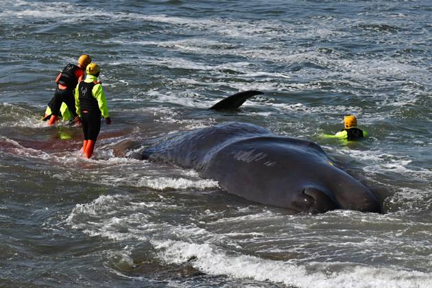 Stranded sperm whale PHOTOPQR OUEST FRANCE Franck Dubray Préfailles 10 04 2026 Sapeurs pompiers et sauveteurs SNSM ont tenté en vain de sauver une baleine cachalot de 12 mètres, dont le poids est estimé à 17 tonnes sur la grande plage de Préfailles en Loire Atlantique Photo Franck Dubray 10 April 2026 Préfailles Loire Atlantique , France Firefighters and SNSM lifeguards made a futile attempt to rescue a 12-metre sperm whale, estimated to weigh 17 tonnes, on the main beach at Préfailles in Loire Atlantique Préfailles France  Copyright: xPHOTOPQR OUESTxFRANCE MAXPPPxFranckxDubrayx 20260410OFR3486 20260410OFR3486