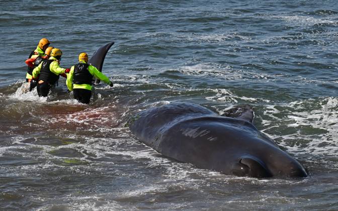 Stranded sperm whale PHOTOPQR OUEST FRANCE Franck Dubray Préfailles 10 04 2026 Sapeurs pompiers et sauveteurs SNSM ont tenté en vain de sauver une baleine cachalot de 12 mètres, dont le poids est estimé à 17 tonnes sur la grande plage de Préfailles en Loire Atlantique Photo Franck Dubray 10 April 2026 Préfailles Loire Atlantique , France Firefighters and SNSM lifeguards made a futile attempt to rescue a 12-metre sperm whale, estimated to weigh 17 tonnes, on the main beach at Préfailles in Loire Atlantique Préfailles France  Copyright: xPHOTOPQR OUESTxFRANCE MAXPPPxFranckxDubrayx 20260410OFR3485 20260410OFR3485