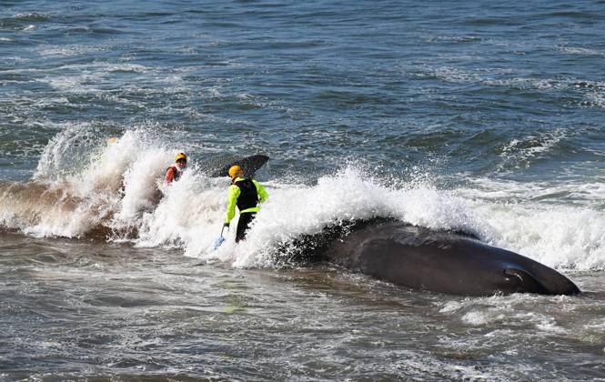 Stranded sperm whale PHOTOPQR OUEST FRANCE Franck Dubray Préfailles 10 04 2026 Sapeurs pompiers et sauveteurs SNSM ont tenté en vain de sauver une baleine cachalot de 12 mètres, dont le poids est estimé à 17 tonnes sur la grande plage de Préfailles en Loire Atlantique Photo Franck Dubray 10 April 2026 Préfailles Loire Atlantique , France Firefighters and SNSM lifeguards made a futile attempt to rescue a 12-metre sperm whale, estimated to weigh 17 tonnes, on the main beach at Préfailles in Loire Atlantique Préfailles France  Copyright: xPHOTOPQR OUESTxFRANCE MAXPPPxFranckxDubrayx 20260410OFR3487 20260410OFR3487