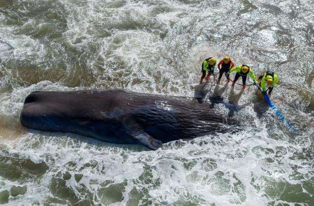News Bilder des Tages Stranded sperm whale PHOTOPQR OUEST FRANCE Franck Dubray Préfailles 10 04 2026 Sapeurs pompiers et sauveteurs SNSM ont tenté en vain de sauver une baleine cachalot de 12 mètres, dont le poids est estimé à 17 tonnes sur la grande plage de Préfailles en Loire Atlantique Photo Franck Dubray 10 April 2026 Préfailles Loire Atlantique , France Firefighters and SNSM lifeguards made a futile attempt to rescue a 12-metre sperm whale, estimated to weigh 17 tonnes, on the main beach at Préfailles in Loire Atlantique Préfailles France  Copyright: xPHOTOPQR OUESTxFRANCE MAXPPPxFranckxDubrayx 20260410OFR3489 20260410OFR3489
