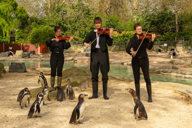 London Philharmonic Orchestra celebrate ZSL™s 200th with London Zoo™s Humbolt Penguins FLIPPING GOOD AUDIENCE: Humboldt penguins at London Zoo form an attentive crowd as musicians from the London Philharmonic Orchestra pay homage to William Walton™s Fanfare, ahead of a Southbank Centre After Dark Carnival of Animals concert on 15 April celebrating 200 years of international conservation charity ZSL. Originally composed to mark ZSL™s 150th anniversary, Walton™s Fanfare will be performed publicly for the first time in 50 years at the concert. ZSL celebrates its 200th anniversary on 29 April. Picture date: Friday April 10, 2026., Credit:Johnny Green Avalon UK, London  Copyright: xJohnnyxGreenx xAvalonx 1090002754