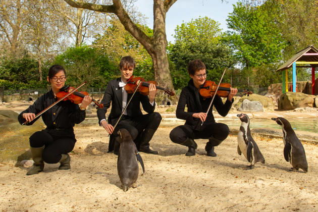London Philharmonic Orchestra celebrate ZSL™s 200th with London Zoo™s Humbolt Penguins FLIPPING GOOD AUDIENCE: Humboldt penguins at London Zoo form an attentive crowd as musicians from the London Philharmonic Orchestra pay homage to William Walton™s Fanfare, ahead of a Southbank Centre After Dark Carnival of Animals concert on 15 April celebrating 200 years of international conservation charity ZSL. Originally composed to mark ZSL™s 150th anniversary, Walton™s Fanfare will be performed publicly for the first time in 50 years at the concert. ZSL celebrates its 200th anniversary on 29 April. Picture date: Friday April 10, 2026., Credit:Johnny Green Avalon UK, London  Copyright: xJohnnyxGreenx xAvalonx 1090002770