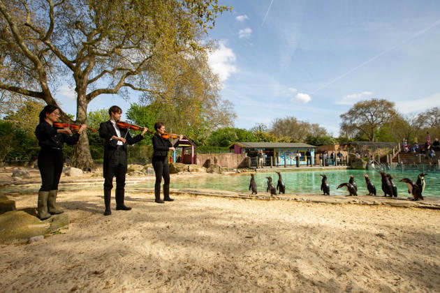 London Philharmonic Orchestra celebrate ZSL™s 200th with London Zoo™s Humbolt Penguins FLIPPING GOOD AUDIENCE: Humboldt penguins at London Zoo form an attentive crowd as musicians from the London Philharmonic Orchestra pay homage to William Walton™s Fanfare, ahead of a Southbank Centre After Dark Carnival of Animals concert on 15 April celebrating 200 years of international conservation charity ZSL. Originally composed to mark ZSL™s 150th anniversary, Walton™s Fanfare will be performed publicly for the first time in 50 years at the concert. ZSL celebrates its 200th anniversary on 29 April. Picture date: Friday April 10, 2026., Credit:Johnny Green Avalon UK, London  Copyright: xJohnnyxGreenx xAvalonx 1090002788