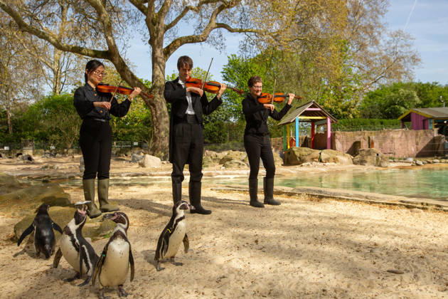 London Philharmonic Orchestra celebrate ZSL™s 200th with London Zoo™s Humbolt Penguins FLIPPING GOOD AUDIENCE: Humboldt penguins at London Zoo form an attentive crowd as musicians from the London Philharmonic Orchestra pay homage to William Walton™s Fanfare, ahead of a Southbank Centre After Dark Carnival of Animals concert on 15 April celebrating 200 years of international conservation charity ZSL. Originally composed to mark ZSL™s 150th anniversary, Walton™s Fanfare will be performed publicly for the first time in 50 years at the concert. ZSL celebrates its 200th anniversary on 29 April. Picture date: Friday April 10, 2026., Credit:Johnny Green Avalon UK, London  Copyright: xJohnnyxGreenx xAvalonx 1090002810