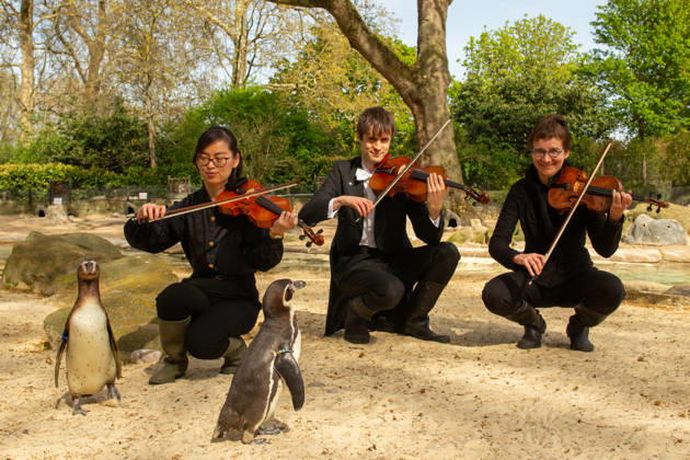 London Philharmonic Orchestra celebrate ZSL™s 200th with London Zoo™s Humbolt Penguins FLIPPING GOOD AUDIENCE: Humboldt penguins at London Zoo form an attentive crowd as musicians from the London Philharmonic Orchestra pay homage to William Walton™s Fanfare, ahead of a Southbank Centre After Dark Carnival of Animals concert on 15 April celebrating 200 years of international conservation charity ZSL. Originally composed to mark ZSL™s 150th anniversary, Walton™s Fanfare will be performed publicly for the first time in 50 years at the concert. ZSL celebrates its 200th anniversary on 29 April. Picture date: Friday April 10, 2026., Credit:Johnny Green Avalon UK, London  Copyright: xJohnnyxGreenx xAvalonx 1090002830