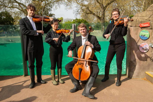 London Philharmonic Orchestra celebrate ZSL™s 200th with London Zoo™s Humbolt Penguins FLIPPING GOOD AUDIENCE: Humboldt penguins at London Zoo form an attentive crowd as musicians from the London Philharmonic Orchestra pay homage to William Walton™s Fanfare, ahead of a Southbank Centre After Dark Carnival of Animals concert on 15 April celebrating 200 years of international conservation charity ZSL. Originally composed to mark ZSL™s 150th anniversary, Walton™s Fanfare will be performed publicly for the first time in 50 years at the concert. ZSL celebrates its 200th anniversary on 29 April. Picture date: Friday April 10, 2026., Credit:Johnny Green Avalon UK, London  Copyright: xJohnnyxGreenx xAvalonx 1090002847