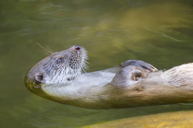 Europaeischer Fischotter, Eurasischer Fischotter, Fischotter (Lutra lutra), auf dem Ruecken schwimmend, Halbportraet, Deutschland, Bayern European river otter, European Otter, Eurasian Otter (Lutra lutra), swimming on its back, half-length portrait, Germany, Bavaria BLWS745613