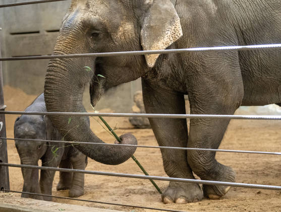 Two-month-old Asian baby elephant Linh Mai makes her public debut at the National Zoo in Washington, DC on Wednesday, April 15, 2026. The staff at the zoo have bottle-raised her since birth after her mother Nhi Linh rejected her. Another female elephant, Swarna, has stepped into the role of caring for Linh Mai.  WAS20260415102 PATxBENIC