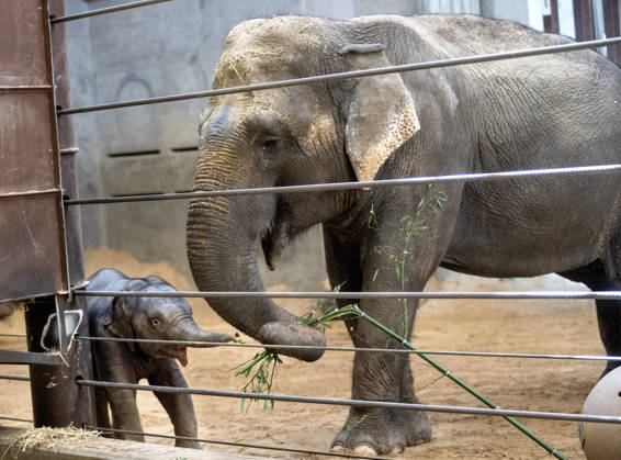 Two-month-old Asian baby elephant Linh Mai makes her public debut at the National Zoo in Washington, DC on Wednesday, April 15, 2026. The staff at the zoo have bottle-raised her since birth after her mother Nhi Linh rejected her. Another female elephant, Swarna, has stepped into the role of caring for Linh Mai.  WAS20260415107 PATxBENIC
