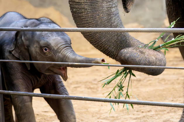 Two-month-old Asian baby elephant Linh Mai makes her public debut at the National Zoo in Washington, DC on Wednesday, April 15, 2026. The staff at the zoo have bottle-raised her since birth after her mother Nhi Linh rejected her. Another female elephant, Swarna, has stepped into the role of caring for Linh Mai.  WAS20260415108 PATxBENIC