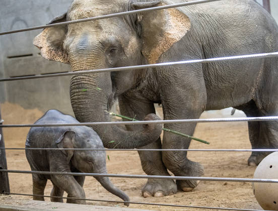 Two-month-old Asian baby elephant Linh Mai makes her public debut at the National Zoo in Washington, DC on Wednesday, April 15, 2026. The staff at the zoo have bottle-raised her since birth after her mother Nhi Linh rejected her. Another female elephant, Swarna, has stepped into the role of caring for Linh Mai.  WAS202604151106 PATxBENIC
