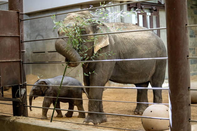 Two-month-old Asian baby elephant Linh Mai makes her public debut at the National Zoo in Washington, DC on Wednesday, April 15, 2026. The staff at the zoo have bottle-raised her since birth after her mother Nhi Linh rejected her. Another female elephant, Swarna, has stepped into the role of caring for Linh Mai.  WAS20260415110 PATxBENIC