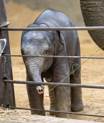 Two-month-old Asian baby elephant Linh Mai makes her public debut at the National Zoo in Washington, DC on Wednesday, April 15, 2026. The staff at the zoo have bottle-raised her since birth after her mother Nhi Linh rejected her. Another female elephant, Swarna, has stepped into the role of caring for Linh Mai.  WAS20260415111 PATxBENIC