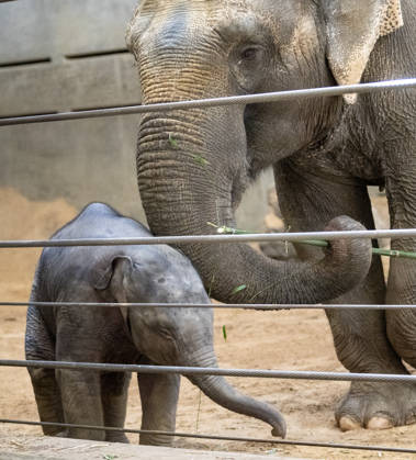 Two-month-old Asian baby elephant Linh Mai makes her public debut at the National Zoo in Washington, DC on Wednesday, April 15, 2026. The staff at the zoo have bottle-raised her since birth after her mother Nhi Linh rejected her. Another female elephant, Swarna, has stepped into the role of caring for Linh Mai.  WAS20260415115 PATxBENIC