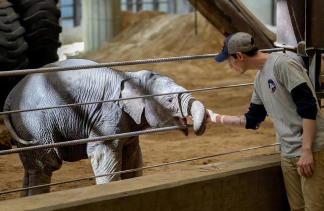 A zookeeper pets two-month-old Asian baby elephant Linh Mai as she makes her public debut at the National Zoo in Washington, DC on Wednesday, April 15, 2026. The staff at the zoo have bottle-raised her since birth after her mother Nhi Linh rejected her. Another female elephant, Swarna, has stepped into the role of caring for Linh Mai.  WAS20260415120 PATxBENIC