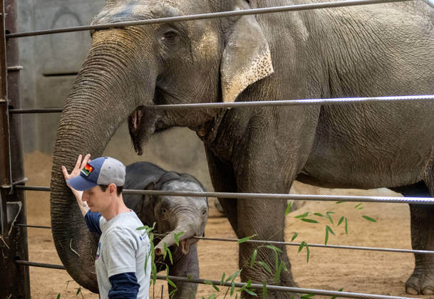 A zookeeper pets two-month-old Asian baby elephant Linh Mai as she makes her public debut at the National Zoo in Washington, DC on Wednesday, April 15, 2026. The staff at the zoo have bottle-raised her since birth after her mother Nhi Linh rejected her. Another female elephant, Swarna, has stepped into the role of caring for Linh Mai.  WAS20260415121 PATxBENIC