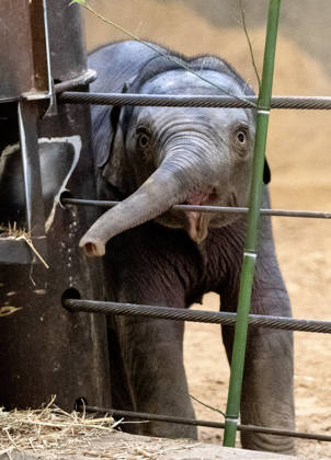 Two-month-old Asian baby elephant Linh Mai makes her public debut at the National Zoo in Washington, DC on Wednesday, April 15, 2026. The staff at the zoo have bottle-raised her since birth after her mother Nhi Linh rejected her. Another female elephant, Swarna, has stepped into the role of caring for Linh Mai.  WAS20260415109 PATxBENIC