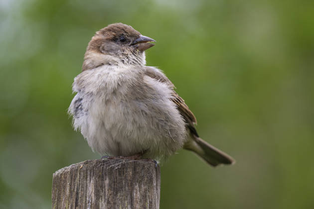 Ein Haussperling (Passer domesicos) in Berlin-Friedrichsfelde.