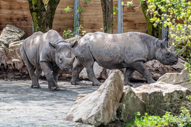 Female rare black rhinoceros (Diceros bicornis michaeli), left, in an outdoor enclosure at the Safari Park Dvur Kralove nad Labem, Czech Republic, on April 21, 2026. The female named Malia arrived on March 3 from the zoo in Magdeburg, Germany. (CTKxPhoto DavidxTanecek) CTKPhotoP2026042105537  CTKPhotoP2026042105537