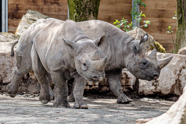 Female rare black rhinoceros (Diceros bicornis michaeli), left, in an outdoor enclosure at the Safari Park Dvur Kralove nad Labem, Czech Republic, on April 21, 2026. The female named Malia arrived on March 3 from the zoo in Magdeburg, Germany. (CTKxPhoto DavidxTanecek) CTKPhotoP2026042105538  CTKPhotoP2026042105538