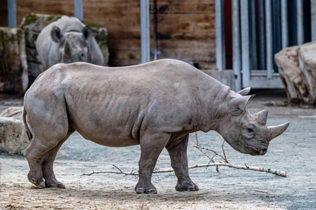Female rare black rhinoceros (Diceros bicornis michaeli) in an outdoor enclosure at the Safari Park Dvur Kralove nad Labem, Czech Republic, on April 21, 2026. The female named Malia arrived on March 3 from the zoo in Magdeburg, Germany. (CTKxPhoto DavidxTanecek) CTKPhotoP2026042105540  CTKPhotoP2026042105540
