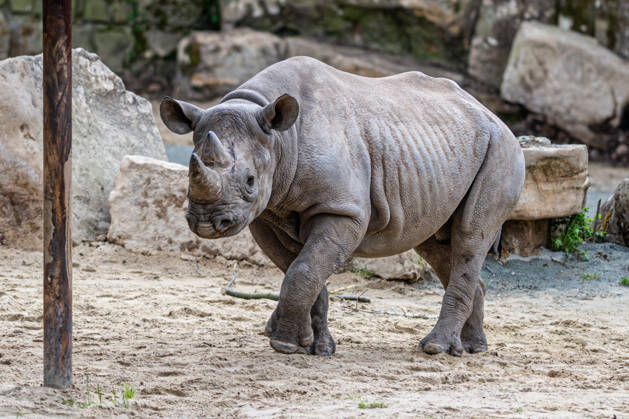 Female rare black rhinoceros (Diceros bicornis michaeli) in an outdoor enclosure at the Safari Park Dvur Kralove nad Labem, Czech Republic, on April 21, 2026. The female named Malia arrived on March 3 from the zoo in Magdeburg, Germany. (CTKxPhoto DavidxTanecek) CTKPhotoP2026042105541  CTKPhotoP2026042105541