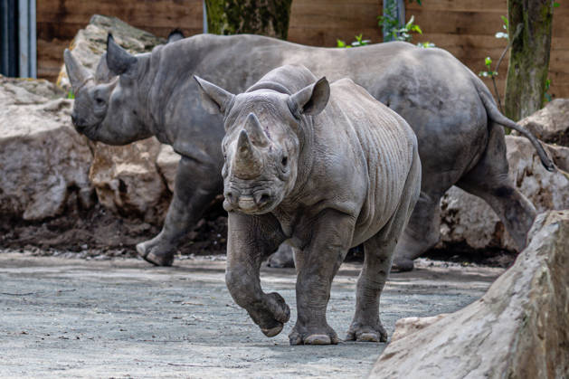 Female rare black rhinoceros (Diceros bicornis michaeli), front, in an outdoor enclosure at the Safari Park Dvur Kralove nad Labem, Czech Republic, on April 21, 2026. The female named Malia arrived on March 3 from the zoo in Magdeburg, Germany. (CTKxPhoto DavidxTanecek) CTKPhotoP2026042105545  CTKPhotoP2026042105545