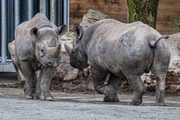 Female rare black rhinoceros (Diceros bicornis michaeli), left, in an outdoor enclosure at the Safari Park Dvur Kralove nad Labem, Czech Republic, on April 21, 2026. The female named Malia arrived on March 3 from the zoo in Magdeburg, Germany. (CTKxPhoto DavidxTanecek) CTKPhotoP2026042105547  CTKPhotoP2026042105547