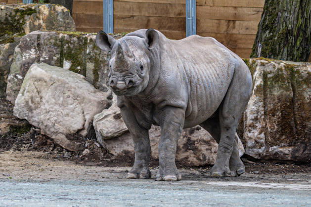 Female rare black rhinoceros (Diceros bicornis michaeli) in an outdoor enclosure at the Safari Park Dvur Kralove nad Labem, Czech Republic, on April 21, 2026. The female named Malia arrived on March 3 from the zoo in Magdeburg, Germany. (CTKxPhoto DavidxTanecek) CTKPhotoP2026042105553  CTKPhotoP2026042105553