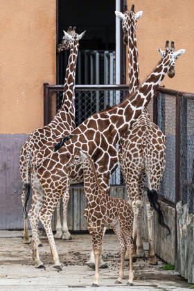 A baby of reticulated giraffe (Giraffa reticulata), front, in an outdoor enclosure at the Safari Park Dvur Kralove nad Labem, Czech Republic, on April 21, 2026. (CTKxPhoto DavidxTanecek) CTKPhotoP2026042105551  CTKPhotoP2026042105551