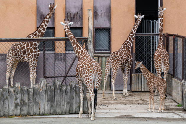 A baby of reticulated giraffe (Giraffa reticulata), front right, in an outdoor enclosure at the Safari Park Dvur Kralove nad Labem, Czech Republic, on April 21, 2026. (CTKxPhoto DavidxTanecek) CTKPhotoP2026042105552  CTKPhotoP2026042105552