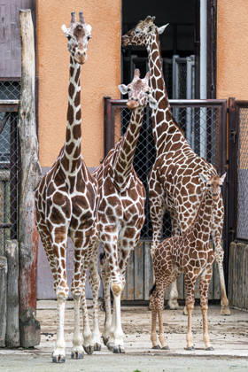 A baby of reticulated giraffe (Giraffa reticulata), right, in an outdoor enclosure at the Safari Park Dvur Kralove nad Labem, Czech Republic, on April 21, 2026. (CTKxPhoto DavidxTanecek) CTKPhotoP2026042105554  CTKPhotoP2026042105554