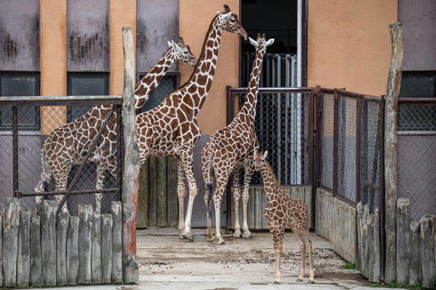 A baby of reticulated giraffe (Giraffa reticulata), right, in an outdoor enclosure at the Safari Park Dvur Kralove nad Labem, Czech Republic, on April 21, 2026. (CTKxPhoto DavidxTanecek) CTKPhotoP2026042105560  CTKPhotoP2026042105560
