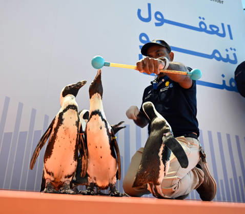 (260421) -- HAWALLI GOVERNORATE, April 21, 2026 -- Penguins interact with a staff during a Penguin Walk interactive activity at The Scientific Center in Hawalli Governorate, Kuwait, April 21, 2026. The Scientific Center of Kuwait has recently launched a Penguin Walk interactive program, allowing visitors to observe penguins up close under staff supervision while learning about their habits and marine conservation. (Photo by Xinhua) KUWAIT-HAWALLI GOVERNORATE-PENGUIN WALK EXPERIENCE Asad 