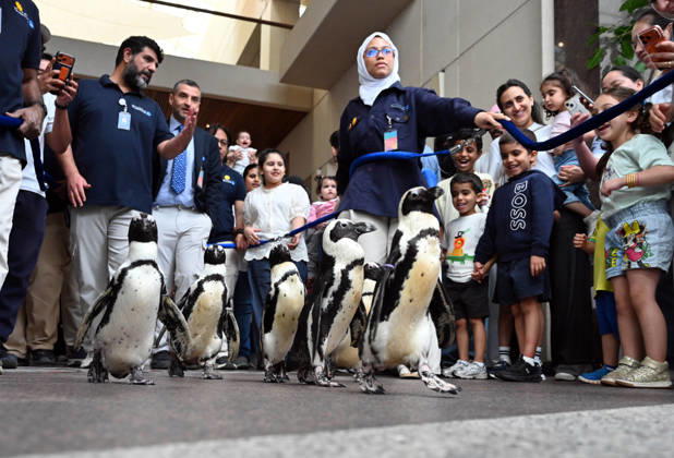 (260421) -- HAWALLI GOVERNORATE, April 21, 2026 -- People walk with penguins during a Penguin Walk interactive activity under staff guidance at the Scientific Center in Hawalli Governorate, Kuwait, April 21, 2026. The Scientific Center of Kuwait has recently launched a Penguin Walk interactive program, allowing visitors to observe penguins up close under staff supervision while learning about their habits and marine conservation. (Photo by Xinhua) KUWAIT-HAWALLI GOVERNORATE-PENGUIN WALK EXPERIENCE Asad 