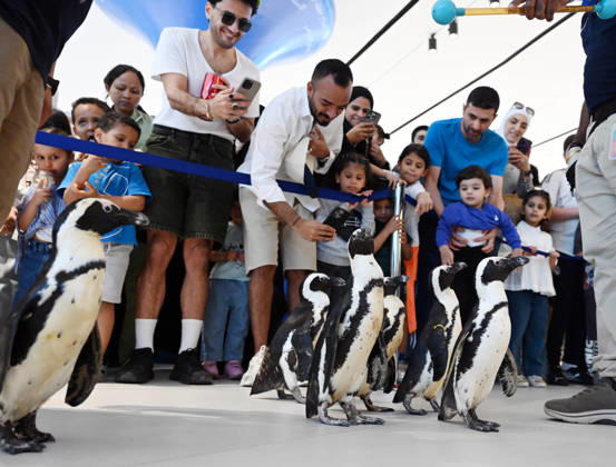 (260421) -- HAWALLI GOVERNORATE, April 21, 2026 -- People watch penguins during a Penguin Walk interactive activity under staff guidance at the Scientific Center in Hawalli Governorate, Kuwait, April 21, 2026. The Scientific Center of Kuwait has recently launched a Penguin Walk interactive program, allowing visitors to observe penguins up close under staff supervision while learning about their habits and marine conservation. (Photo by Xinhua) KUWAIT-HAWALLI GOVERNORATE-PENGUIN WALK EXPERIENCE Asad 