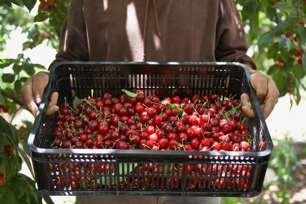 Midsection of man carrying basket full of freshly harvested cherries model released Symbolfoto Copyright: xmoodboardx Panthermedia75372928.jpg