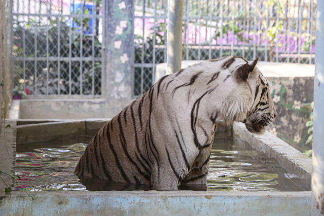April 22, 2026, Chittagong, Chittagong, Bangladesh: Not only human life is being disrupted by the intense heat, but animals are also struggling under its impact. As the scorching sun and suffocating temperatures make it hard to cope, animals are turning to water in search of relief. A caged tiger at the zoo was seen immersing its body in a pool of cool water, trying to find some comfort. At times, it floats quietly, while at others it leans into the water, using its soothing touch to lower its body heat and escape the relentless warmth. Chittagong Bangladesh - ZUMAs356 20260422_zip_s356_004 Copyright: xMohammedxSumanx