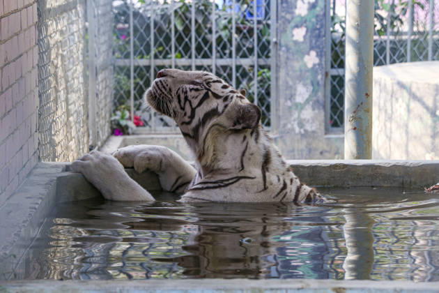 April 22, 2026, Chittagong, Chittagong, Bangladesh: Not only human life is being disrupted by the intense heat, but animals are also struggling under its impact. As the scorching sun and suffocating temperatures make it hard to cope, animals are turning to water in search of relief. A caged tiger at the zoo was seen immersing its body in a pool of cool water, trying to find some comfort. At times, it floats quietly, while at others it leans into the water, using its soothing touch to lower its body heat and escape the relentless warmth. Chittagong Bangladesh - ZUMAs356 20260422_zip_s356_009 Copyright: xMohammedxSumanx