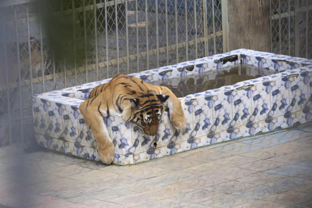 April 22, 2026, Chittagong, Chittagong, Bangladesh: Not only human life is being disrupted by the intense heat, but animals are also struggling under its impact. As the scorching sun and suffocating temperatures make it hard to cope, animals are turning to water in search of relief. A caged tiger at the zoo was seen immersing its body in a pool of cool water, trying to find some comfort. At times, it floats quietly, while at others it leans into the water, using its soothing touch to lower its body heat and escape the relentless warmth. Chittagong Bangladesh - ZUMAs356 20260422_zip_s356_002 Copyright: xMohammedxSumanx