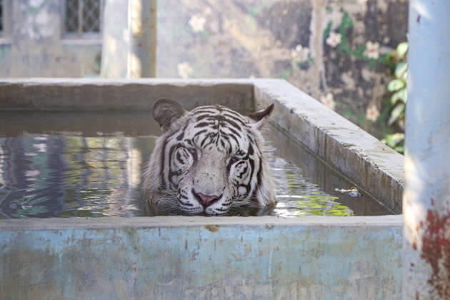April 22, 2026, Chittagong, Chittagong, Bangladesh: Not only human life is being disrupted by the intense heat, but animals are also struggling under its impact. As the scorching sun and suffocating temperatures make it hard to cope, animals are turning to water in search of relief. A caged tiger at the zoo was seen immersing its body in a pool of cool water, trying to find some comfort. At times, it floats quietly, while at others it leans into the water, using its soothing touch to lower its body heat and escape the relentless warmth. Chittagong Bangladesh - ZUMAs356 20260422_zip_s356_003 Copyright: xMohammedxSumanx