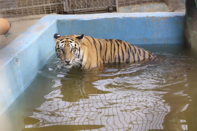 April 22, 2026, Chittagong, Chittagong, Bangladesh: Not only human life is being disrupted by the intense heat, but animals are also struggling under its impact. As the scorching sun and suffocating temperatures make it hard to cope, animals are turning to water in search of relief. A caged tiger at the zoo was seen immersing its body in a pool of cool water, trying to find some comfort. At times, it floats quietly, while at others it leans into the water, using its soothing touch to lower its body heat and escape the relentless warmth. Chittagong Bangladesh - ZUMAs356 20260422_zip_s356_007 Copyright: xMohammedxSumanx