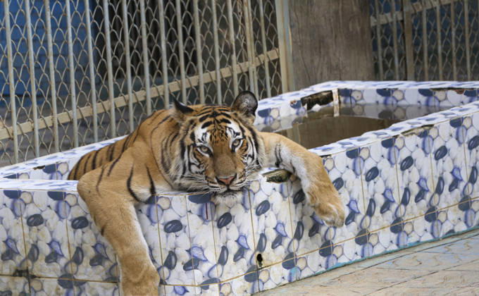 April 22, 2026, Chittagong, Chittagong, Bangladesh: Not only human life is being disrupted by the intense heat, but animals are also struggling under its impact. As the scorching sun and suffocating temperatures make it hard to cope, animals are turning to water in search of relief. A caged tiger at the zoo was seen immersing its body in a pool of cool water, trying to find some comfort. At times, it floats quietly, while at others it leans into the water, using its soothing touch to lower its body heat and escape the relentless warmth. Chittagong Bangladesh - ZUMAs356 20260422_zip_s356_010 Copyright: xMohammedxSumanx