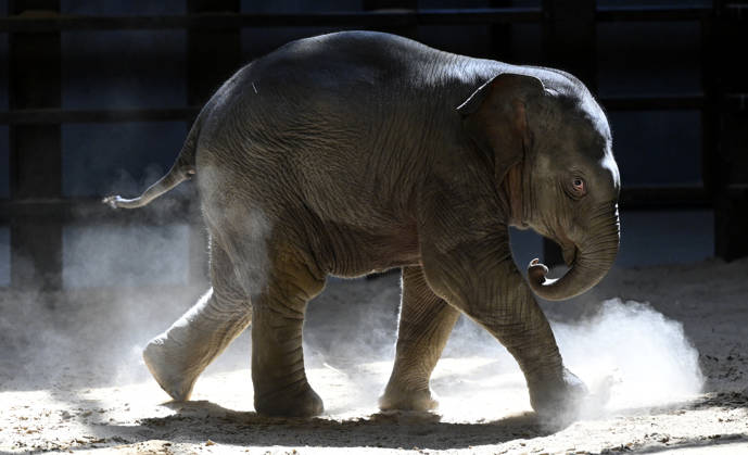 Baby Asian Elephant Makes Her Debut At The National Zoo In Washington DC Linh Mai, a 2-month-old Asian elephant, wanders her enclosure with a female elephant Swarna at the Smithsonian National Zoological Park on April 22, 2026 in Washington, DC. The new elephant was born February 2nd and is the first Asian elephant born at the zoo in 25 years. Photo by Olivier Douliery ABACAPRESS.COM Washington DC United States  Copyright: xDoulieryxOlivier ABACAx
